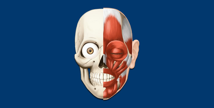 Atlas do Corpo Humano integrado ao HiDoctor